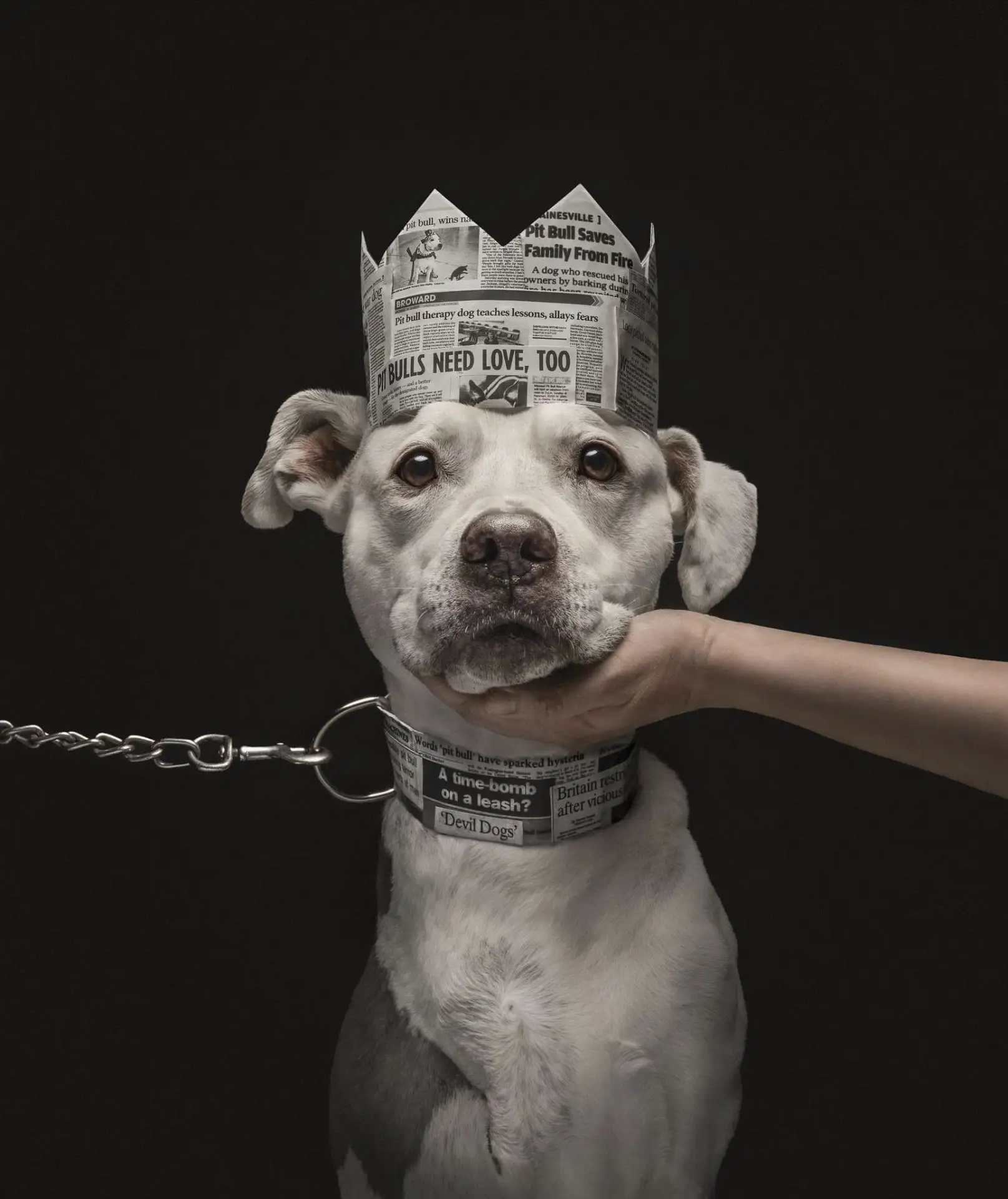 Лучшие снимки участников конкурса фотографий собак Dog Photography Awards 2026
