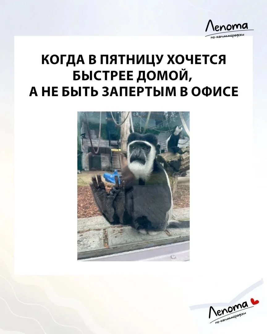 А как вы сегодня себя ощущаете?
❤️ - именно так
👍 - хочу поработать 

Кадр – калининградский зоопар