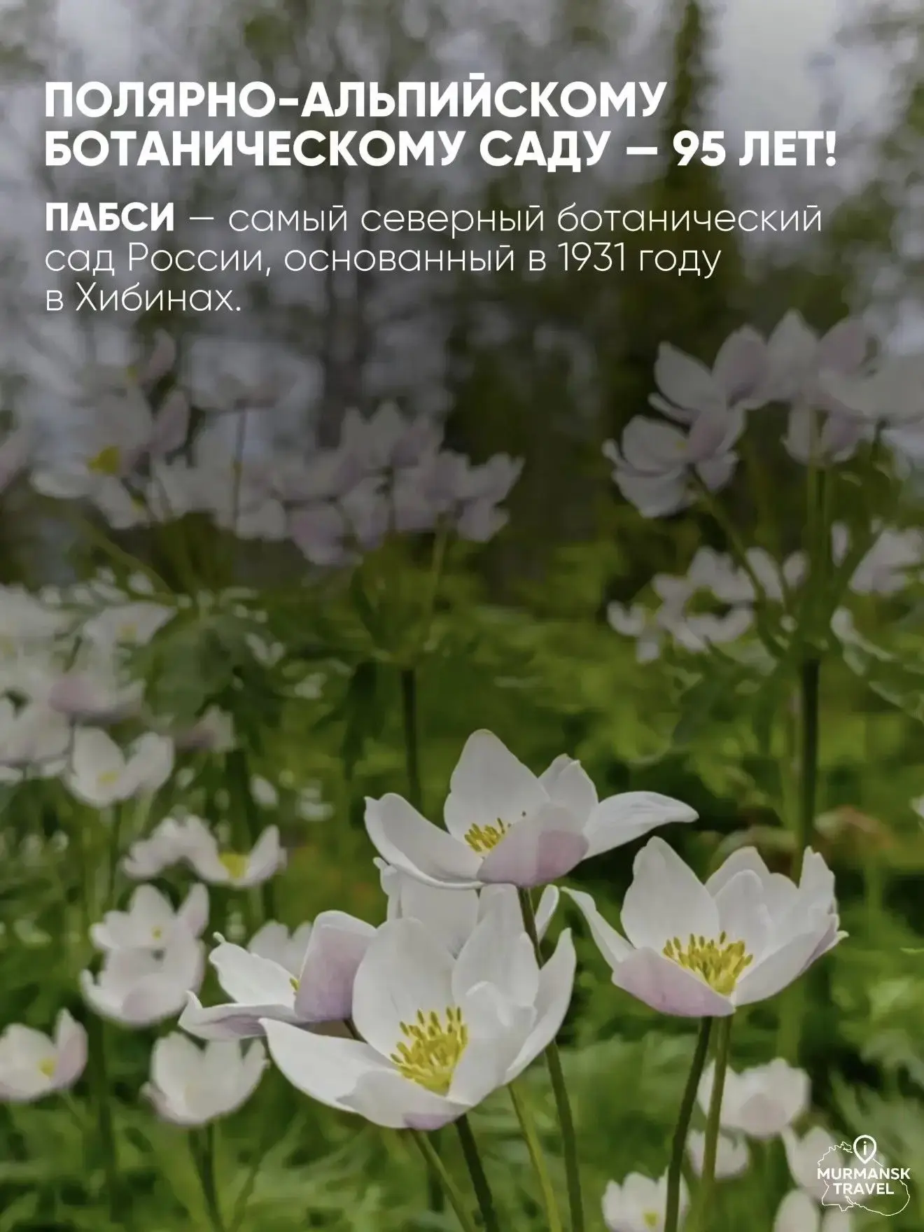 🌴 Самым северным тропикам – 95!