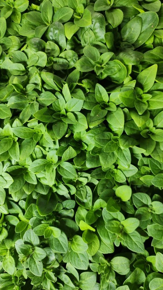 Ещё только начало февраля, а уже столько красоты наросло 😍🌱