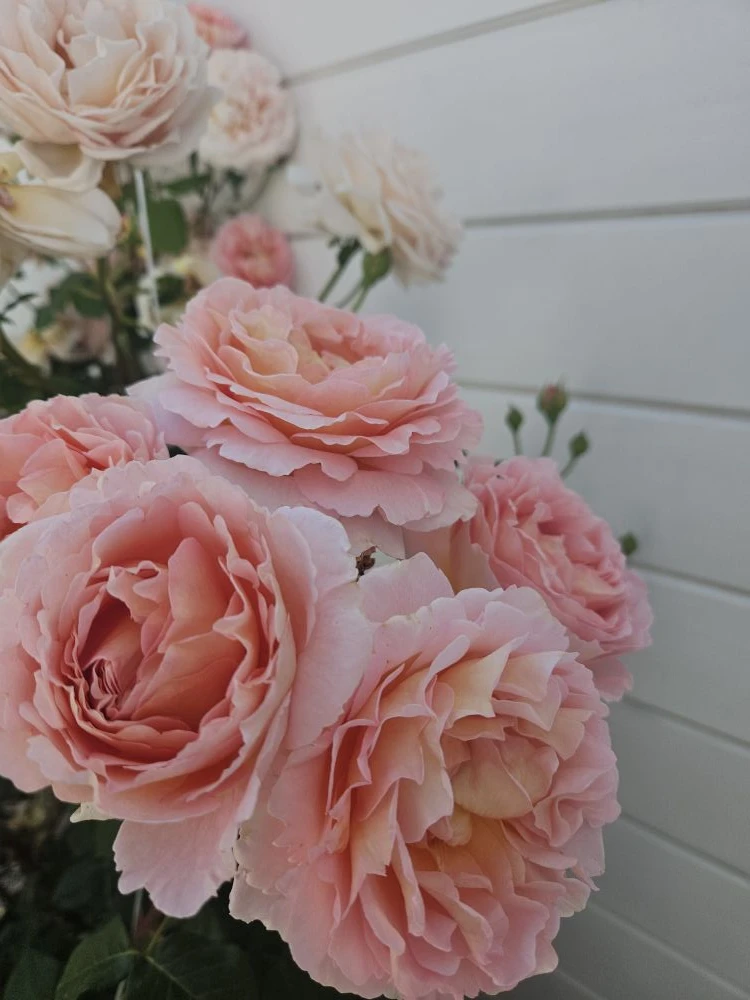 На нашей территории расцвели розы 🌹
Лето вступает в свои права, и каждый день радует нас новыми кра