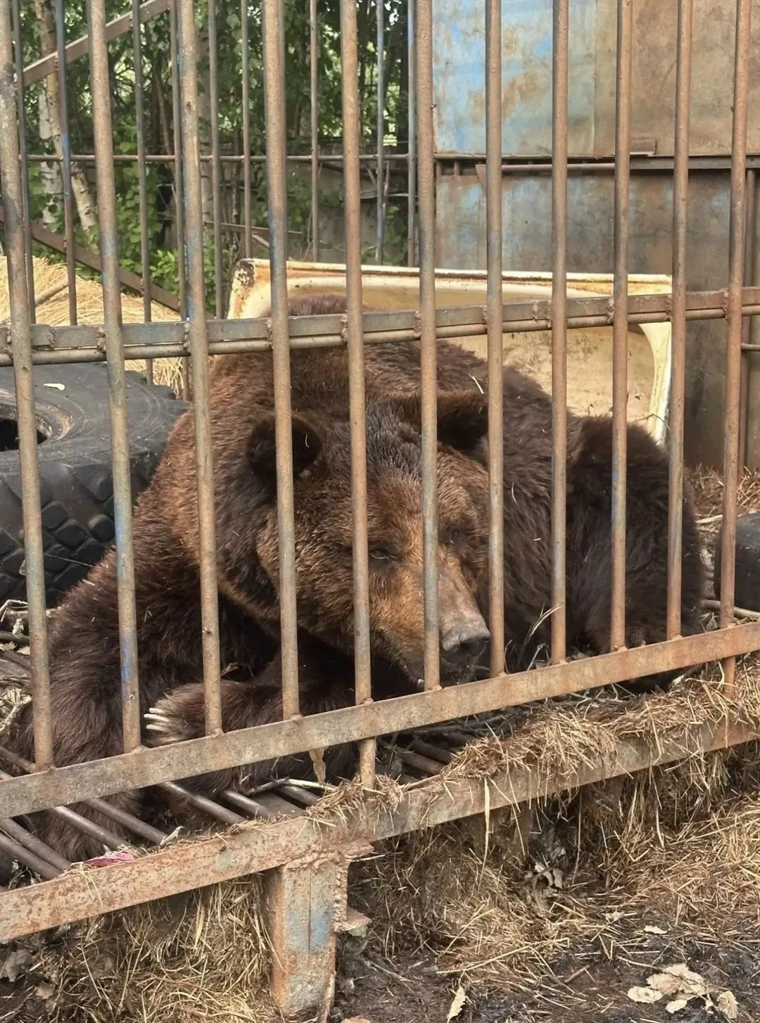 От клетки под Нижневартовском до бассейна в Иваново: история медведя Балу