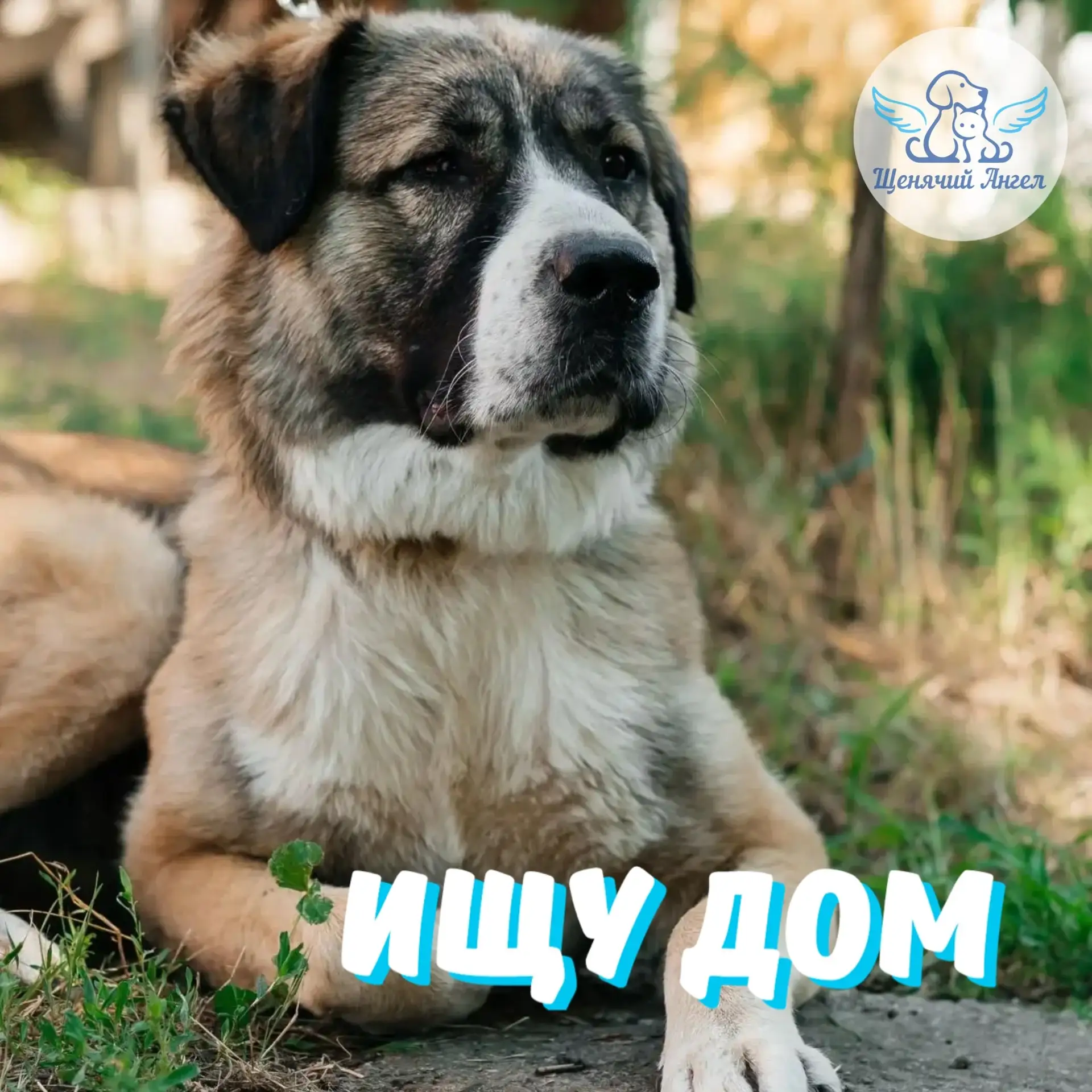 ЦЕЗАРЬ – ИЩУ ДОМ 🏡

Друзья, знакомьтесь – Цезарь. Большой, красивый и невероятно ласковый парень, к
