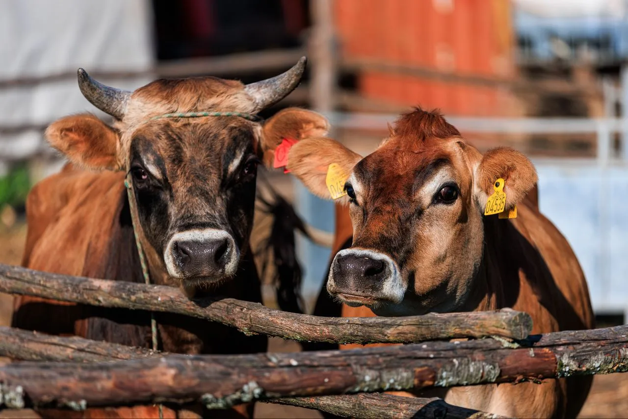 🐂🐄Гектары для собственной фермы

Минмособлимущество приняло решение о предоставлении крестьянско-ф
