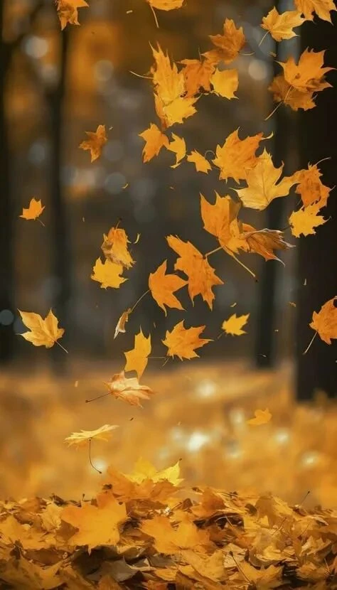 🍁Багряный лист