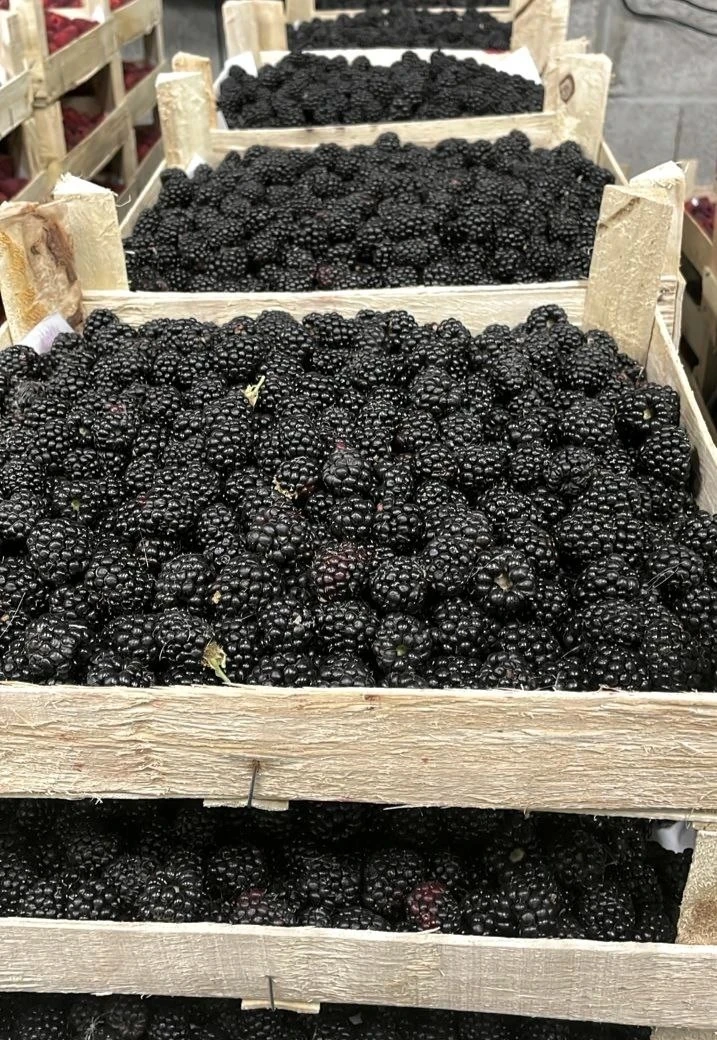 🍓🍓🍓 Открываем сбор на клубнику, малину, ежевику и черешню и др. 

✅ Поставка 24-25 июня 

🔥 Мали