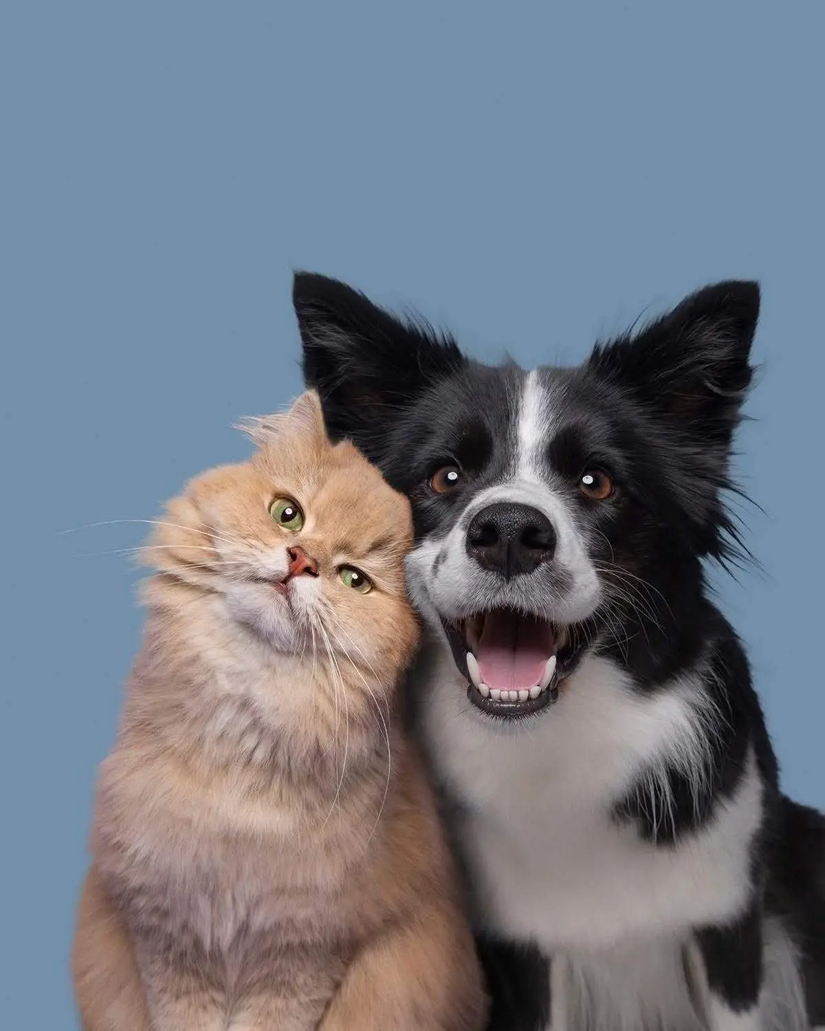 🐾 Поможем тем, кто не может попросить сам