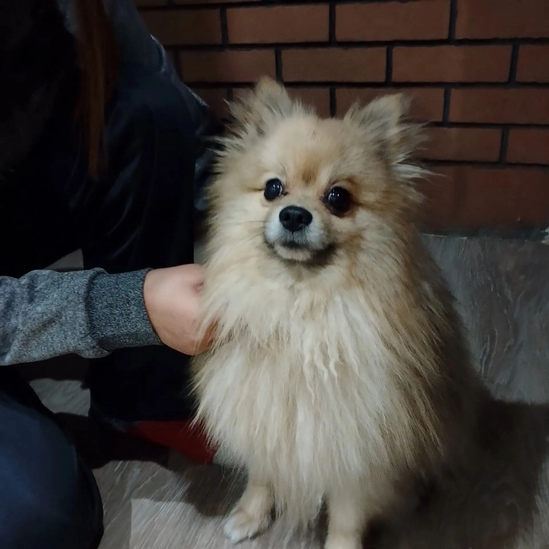 🐕Всем здравствуйте, нужна помощь, пропал пёс, померанский шпиц, окрас соболиный, в 6 в...