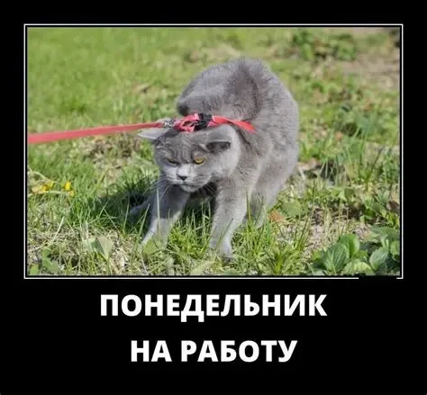 Летом мы часто ложимся позже и встаём без будильника. Наш циркадный ритм сдвигается. Во...