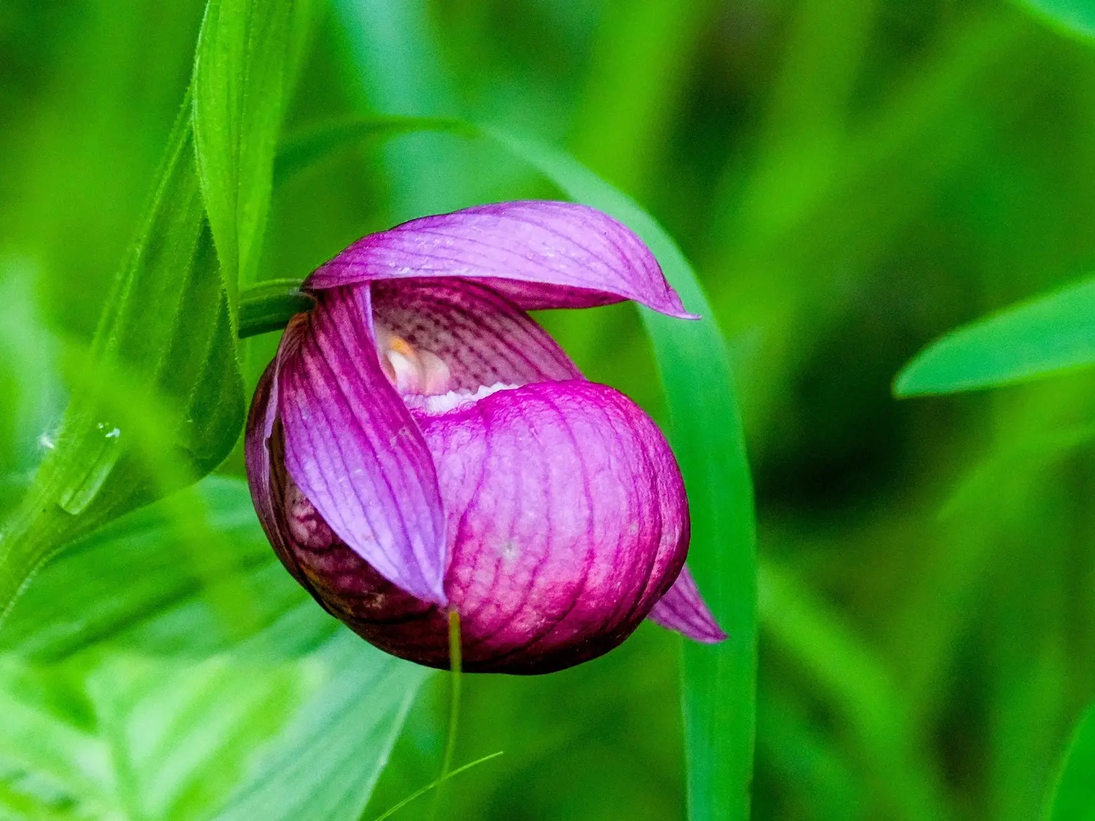 Башмачок крупноцветковый (Cypripedium macranthos) – редкая орхидея цветёт в Алтайском заповеднике

В