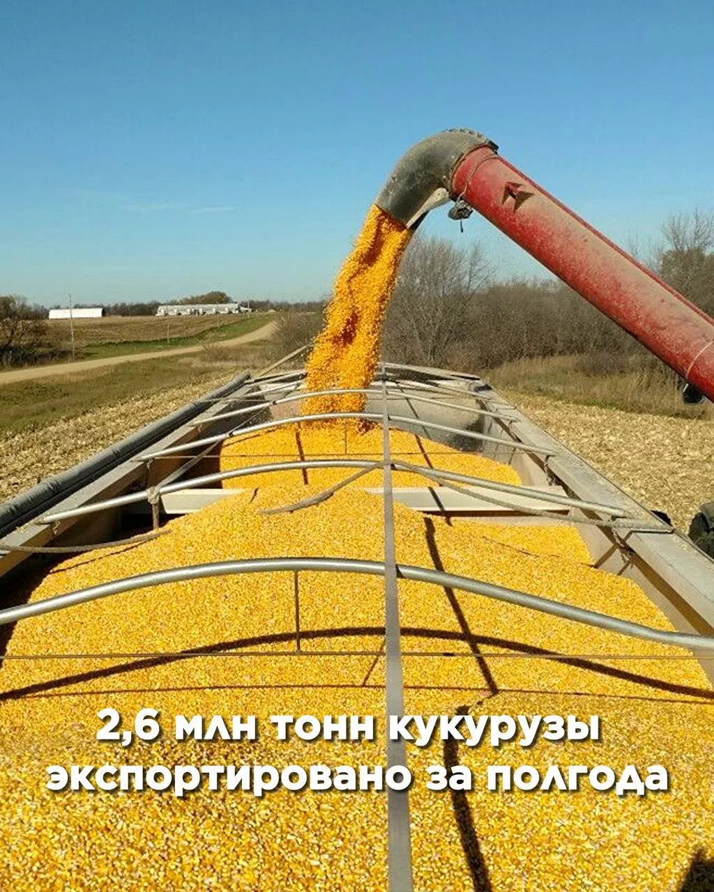 Российская кукуруза укрепляет позиции на мировом рынке