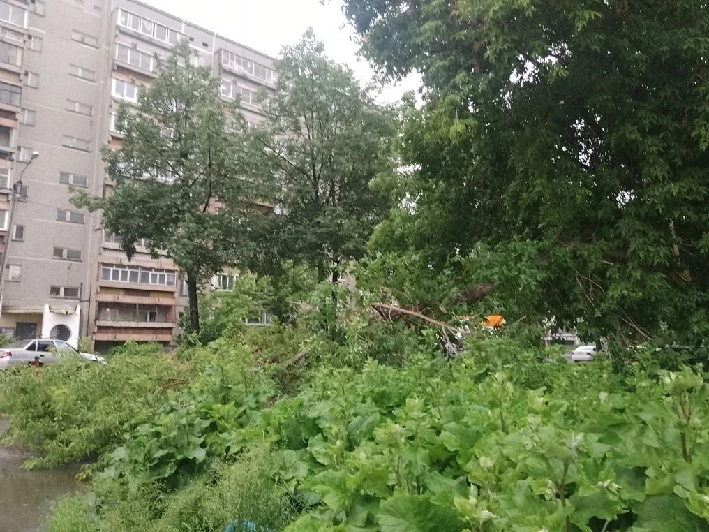 Около 80 школы упало дерево, делится подписчик