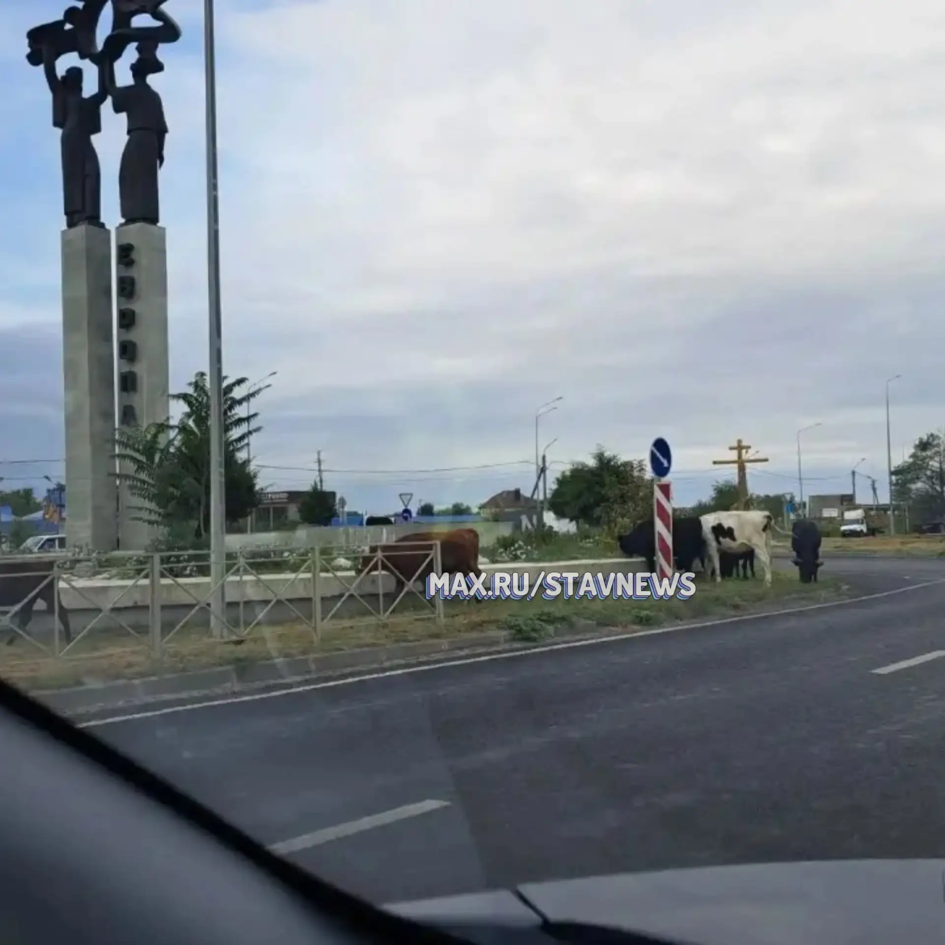 Нефтекумск. 🤣Если нет у этого стада хозяина, возьму бурёнок на передержку.