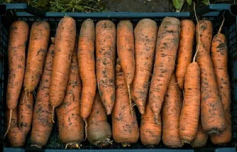 🥕Правила посадки моркови под зиму