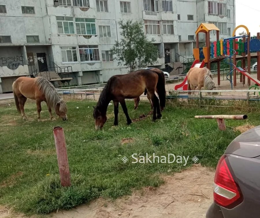 Владелец лошадей, блуждающих по Якутску, установлен