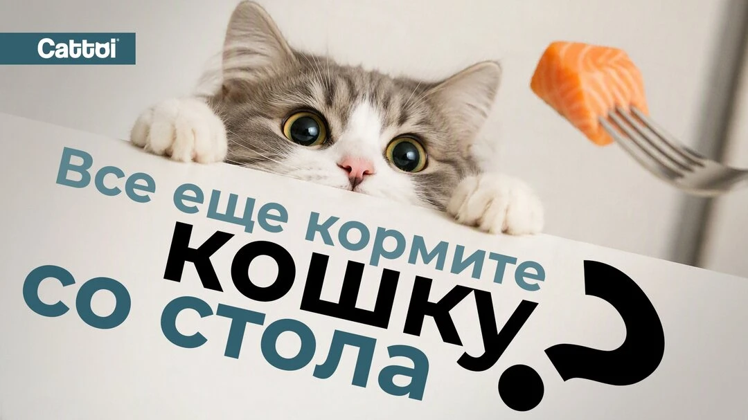 Все еще кормите кошку со стола?