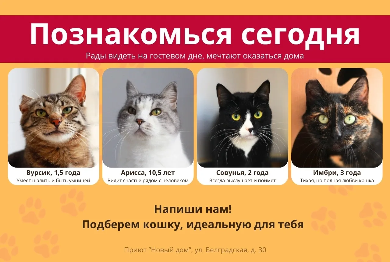 🧡 Познакомься сегодня 🧡 
 
Котики рады знакомству и готовы ехать домой. Никаких "потом" – они хотя