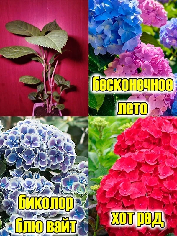 🌸🌺 ГОРТЕНЗИЯ 🌸🌺   💰от 300руб  саженцы буддлея, жасмин, снежноягодник, дейция, пузыреплодник, лапчатк