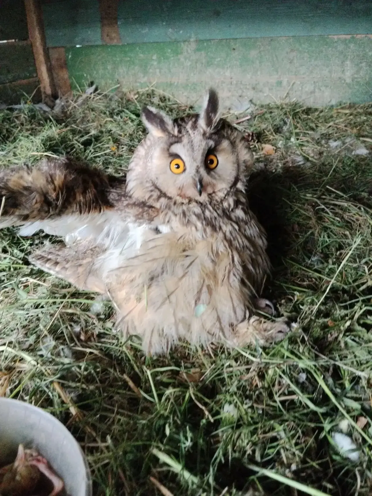 Совеныш дома. Забрала Ирина, которая в прошлом году спасла лебедя с одним крылом
