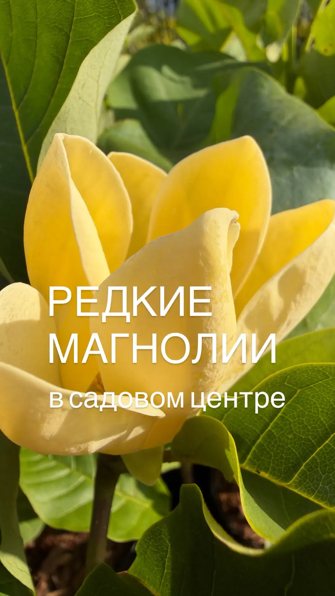 Редкие сорта магнолий в небольшом размере по доступной цене! Новое поступление в нашем ...