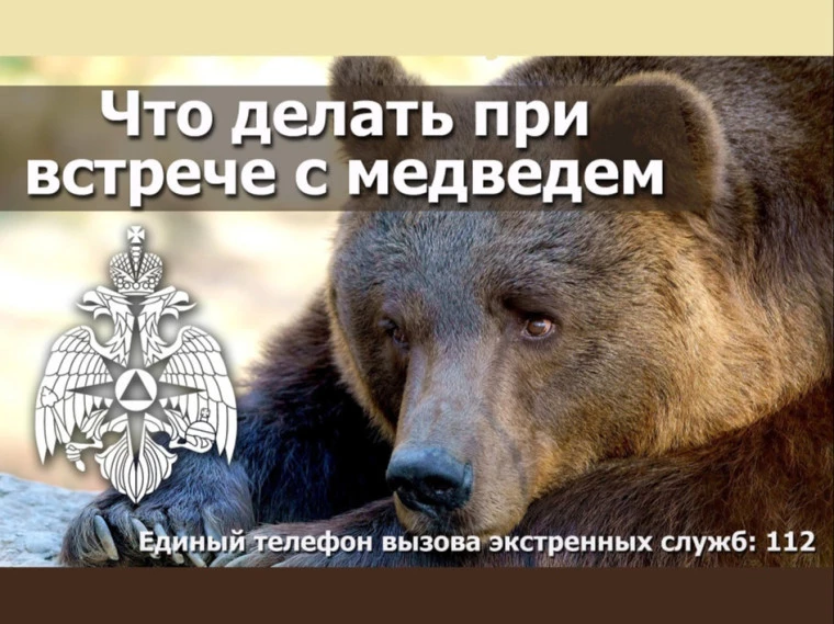 Памятка о поведении человека при встрече с медведем.Постарайтесь визуально увеличиться ...
