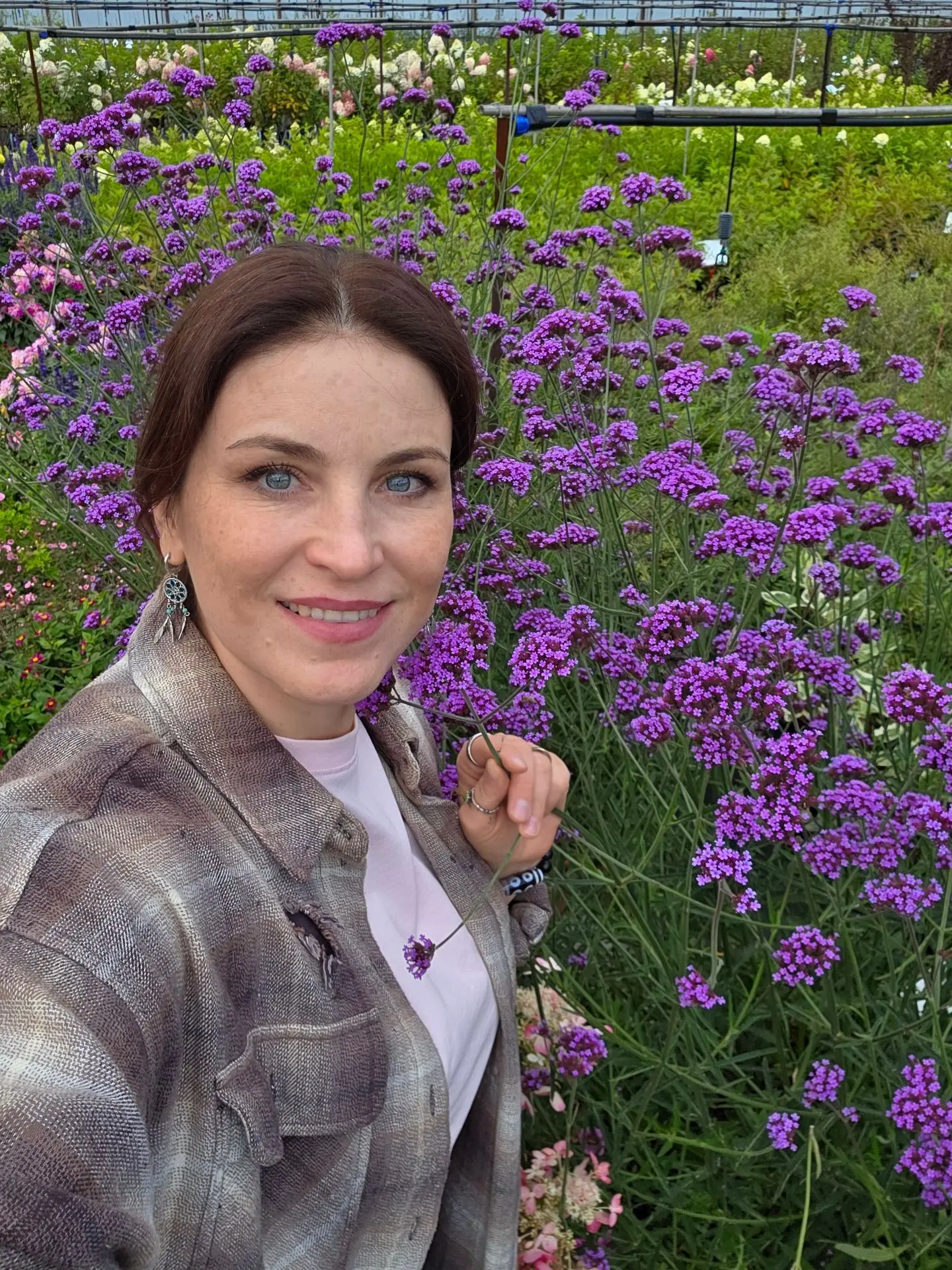 Посмотрим на вербену бонарскую в грунте и в кашпо 🌱