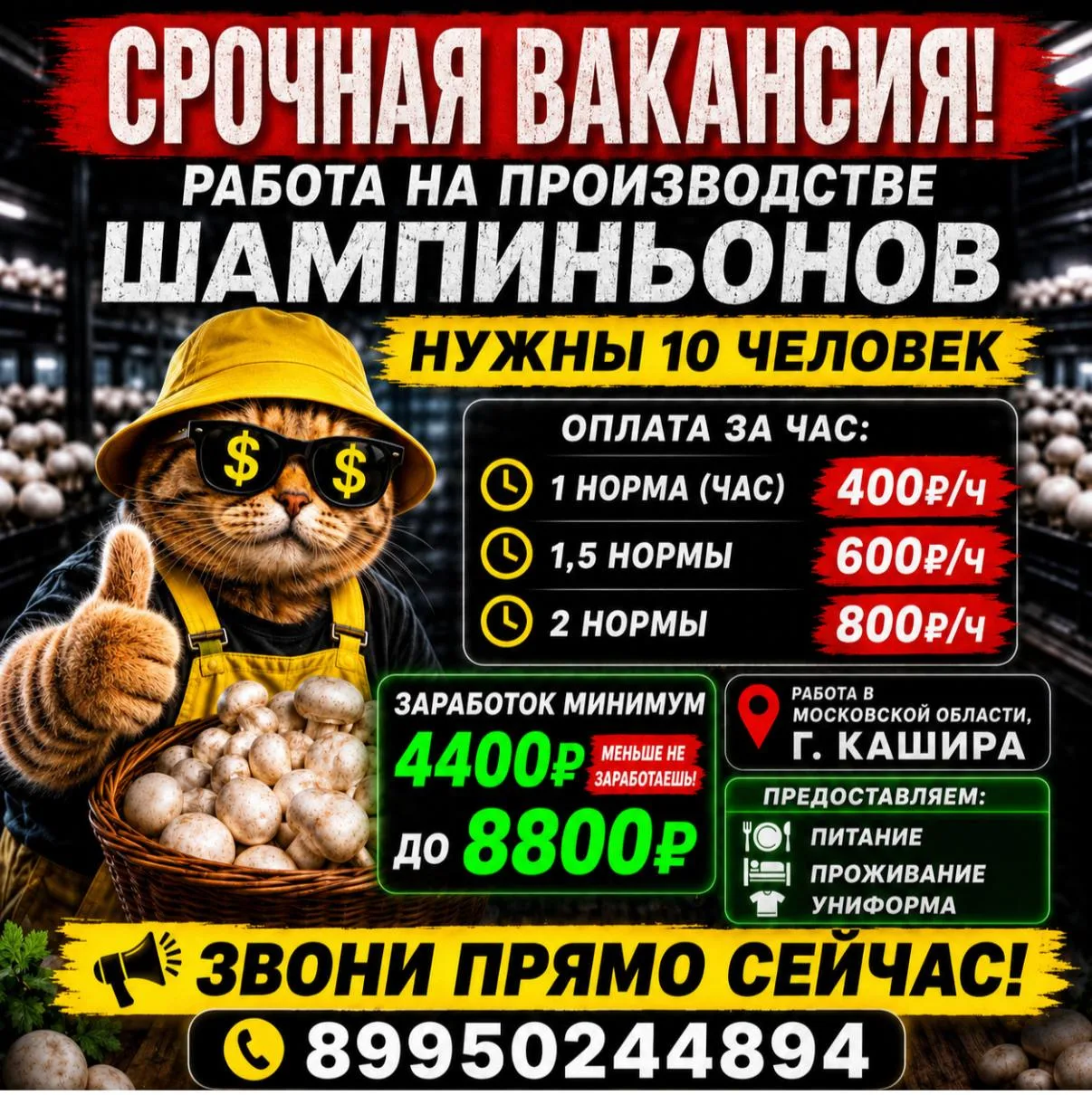 🍄 СРОЧНАЯ ВАКАНСИЯ — ШАМПИНЬОНЫ