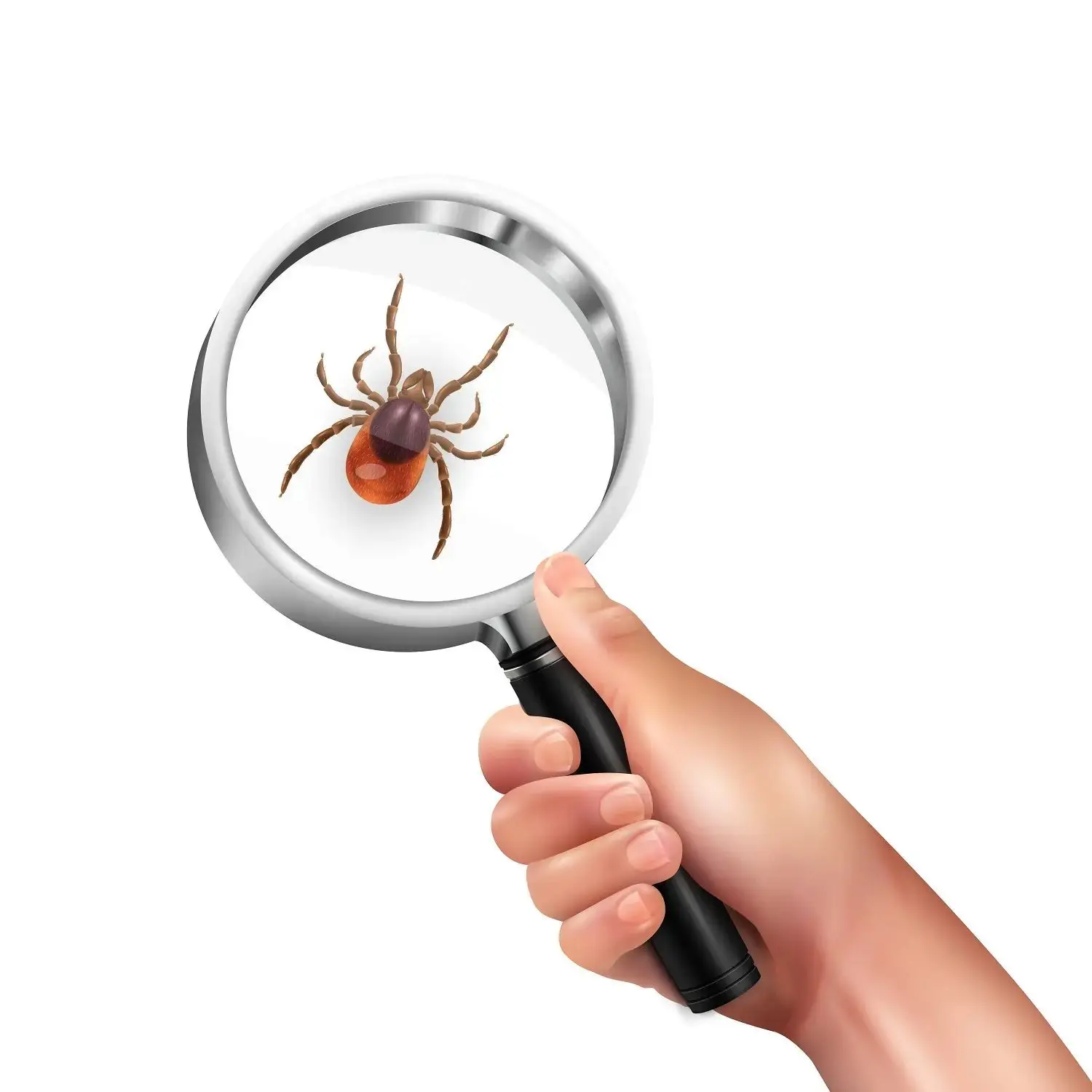 🕷 За неделю число пострадавших от клещей в Томской области выросло в полтора раза