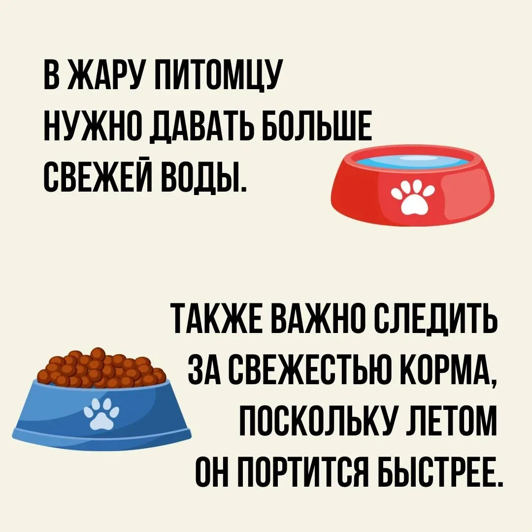 ‼️Жара — испытание не только для человека, но и для животных. Вот простые, но важные правила, чтобы 