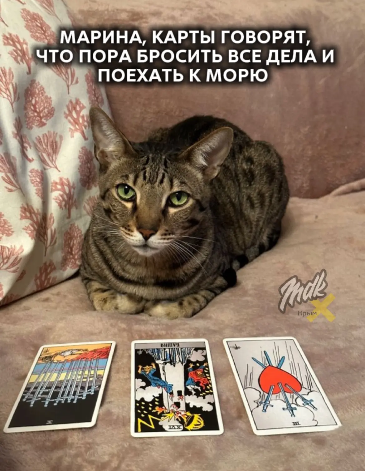 Котики-предсказатели не врут! 🪄