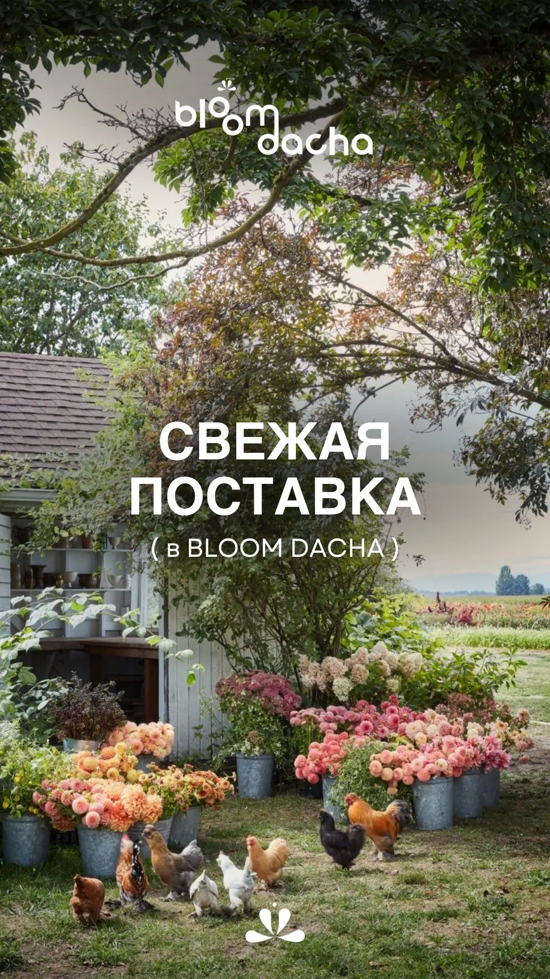 Невероятная свежая поставка 🍒🍀