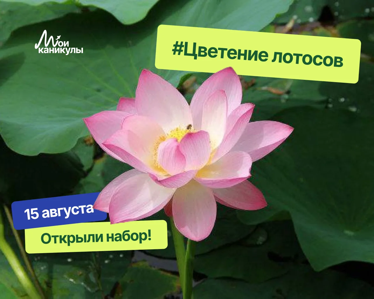 Вы разобрали все места на лотосы! Открываем новую дату — 15 августа 🌸

Прошлые даты на лотосы разле