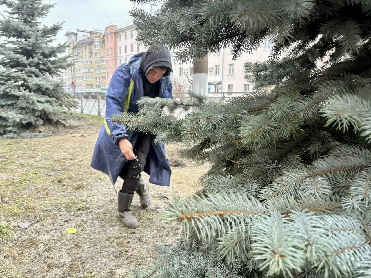 🌲Специалисты МКУ "Зеленый город" приступили к подкормке хвойных деревьев
