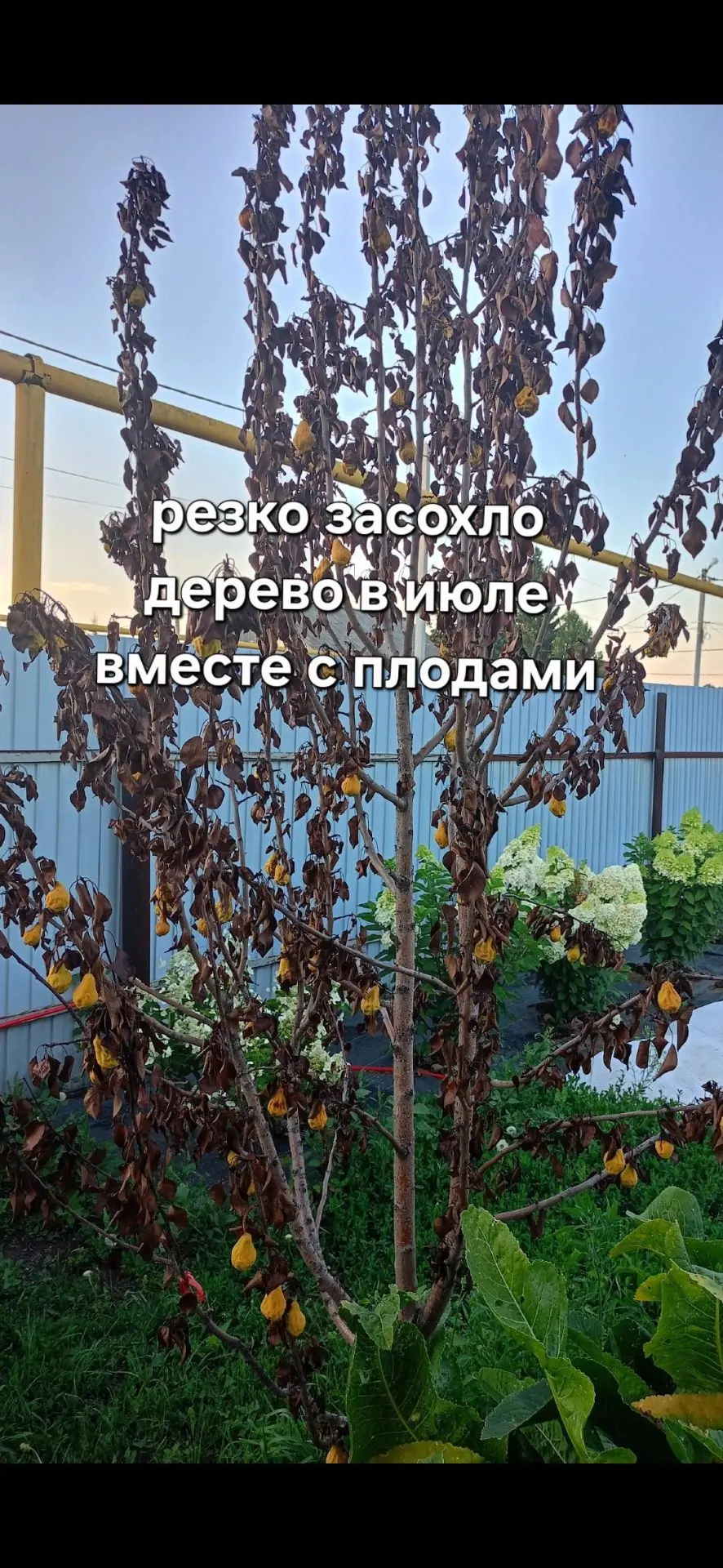 Мне очень часто в июле присылают вот такие фото с просьбой помочь,резко начало деревце засыхать,кака