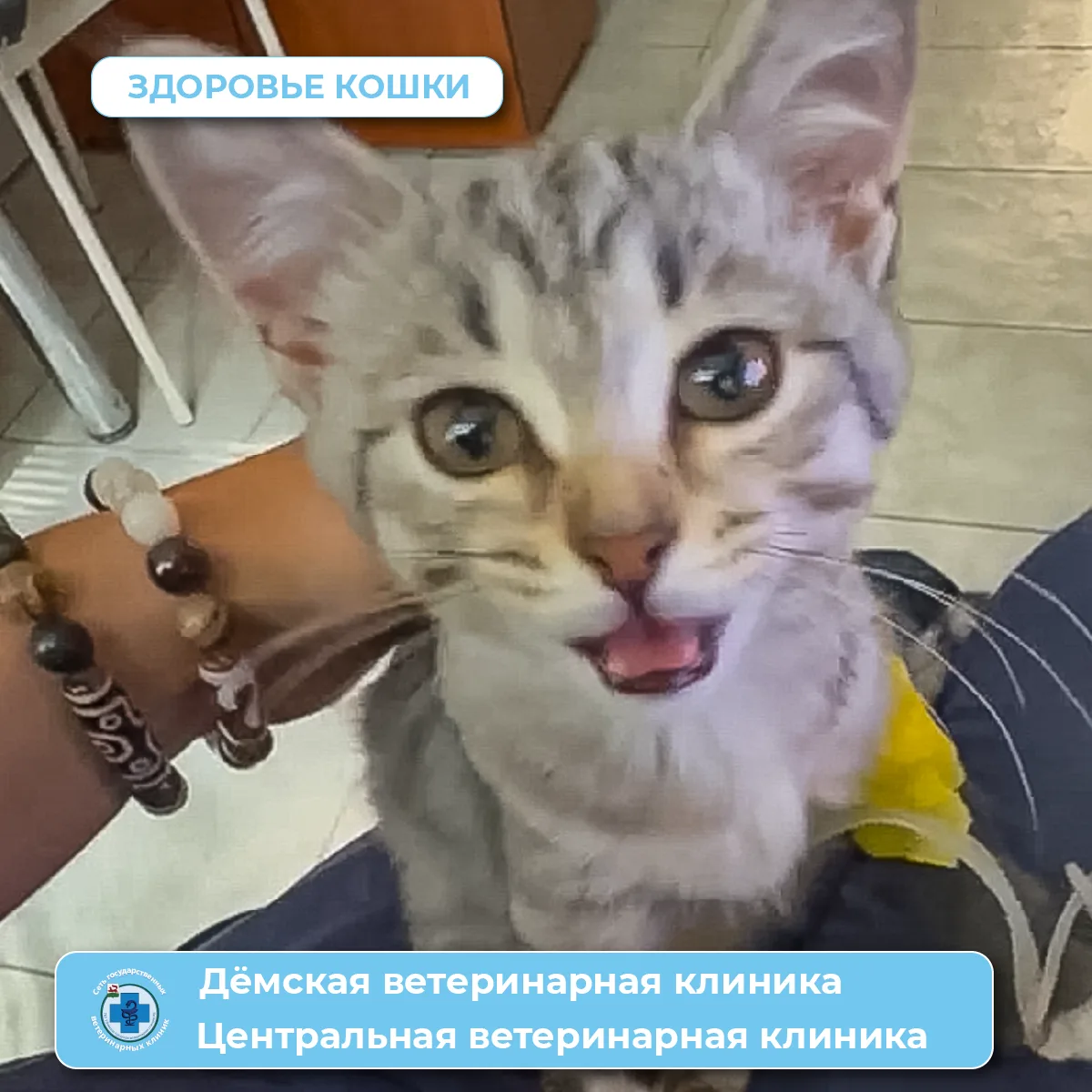 💊 Котенок Дикси: как опасен «человеческий» подход к дозировкам