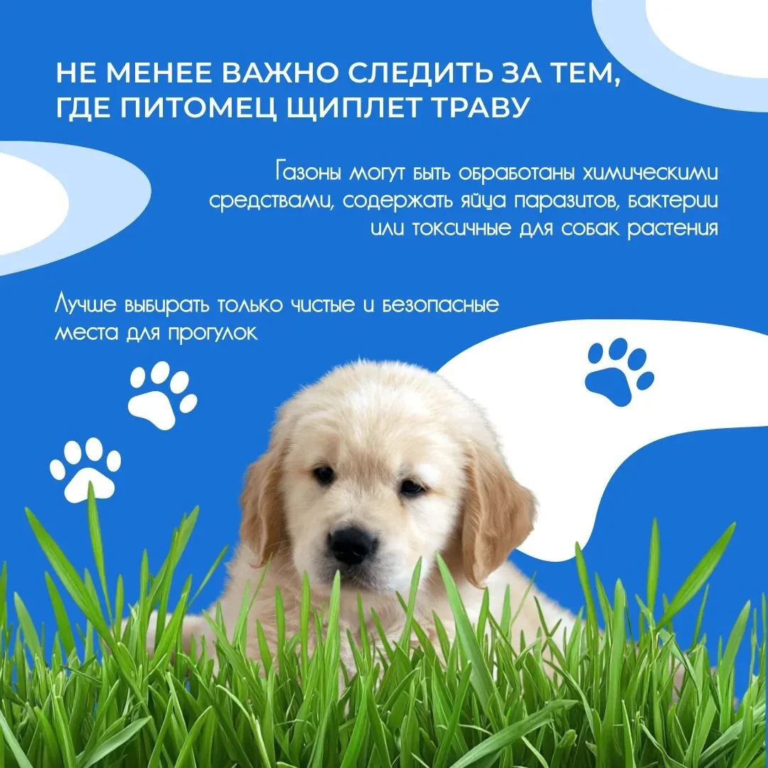 Летом многие владельцы замечают одну и ту же картину: во время прогулки собака с удовол...