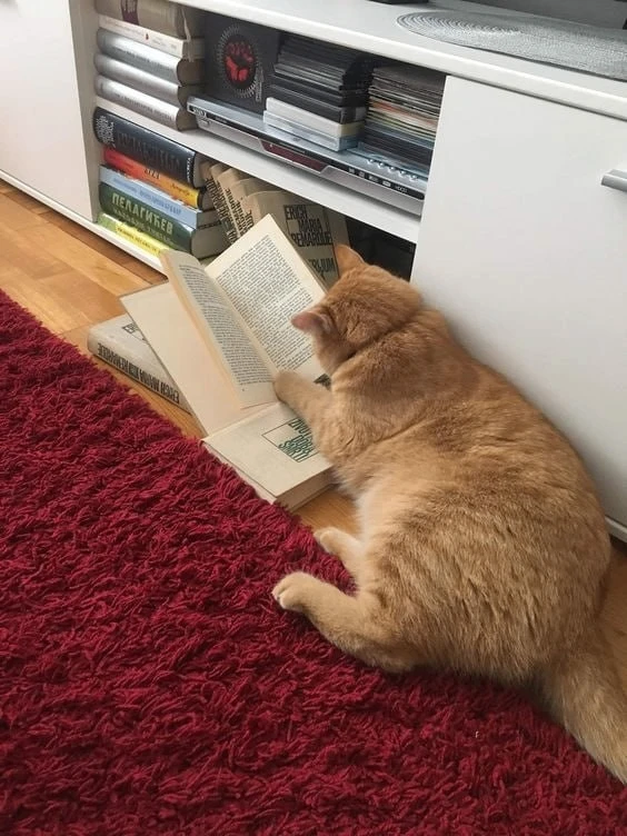 Я, после двух прочитанных страниц заданного материала🧡😂