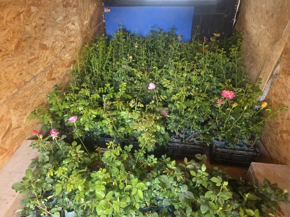 А ещё сегодня мы получили свежую партию роз 🌹