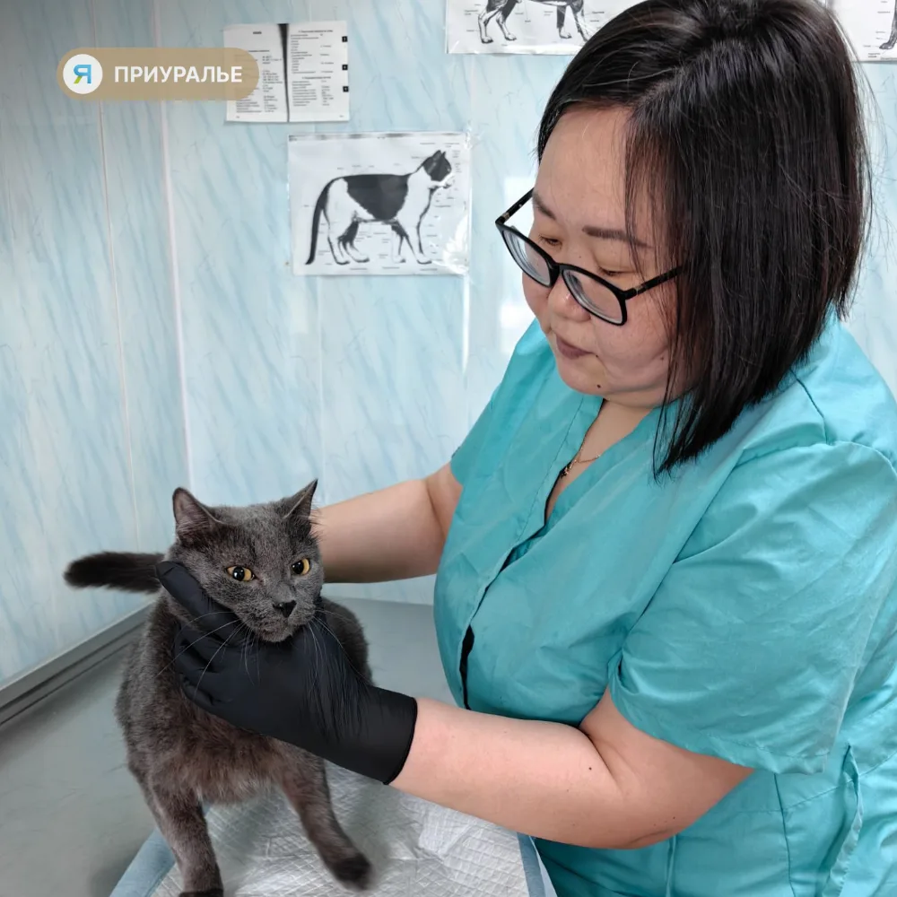 🐈С 5 по 16 октября — льготная стерилизация питомцев на Ямале
