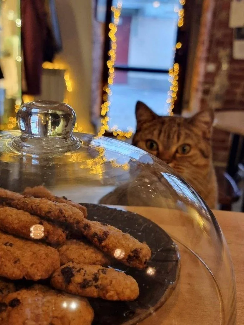 🐱 Идем в кофейню с котятами  Тут компанию посетителям составляют очаровательные кото-сотрудники — Ва