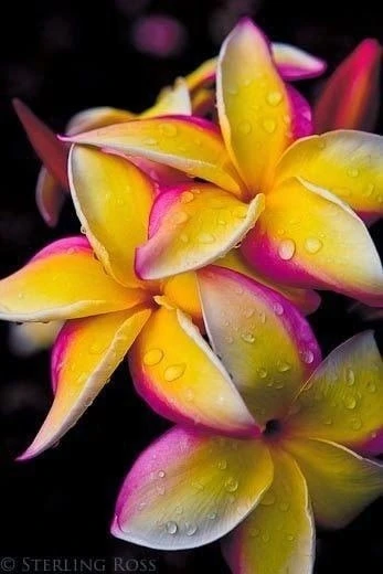 ПЛЮМЕРИЯ 🌺

Тропическое дерево или кустарник с суккулентными побегами и крупными ароматными цветами