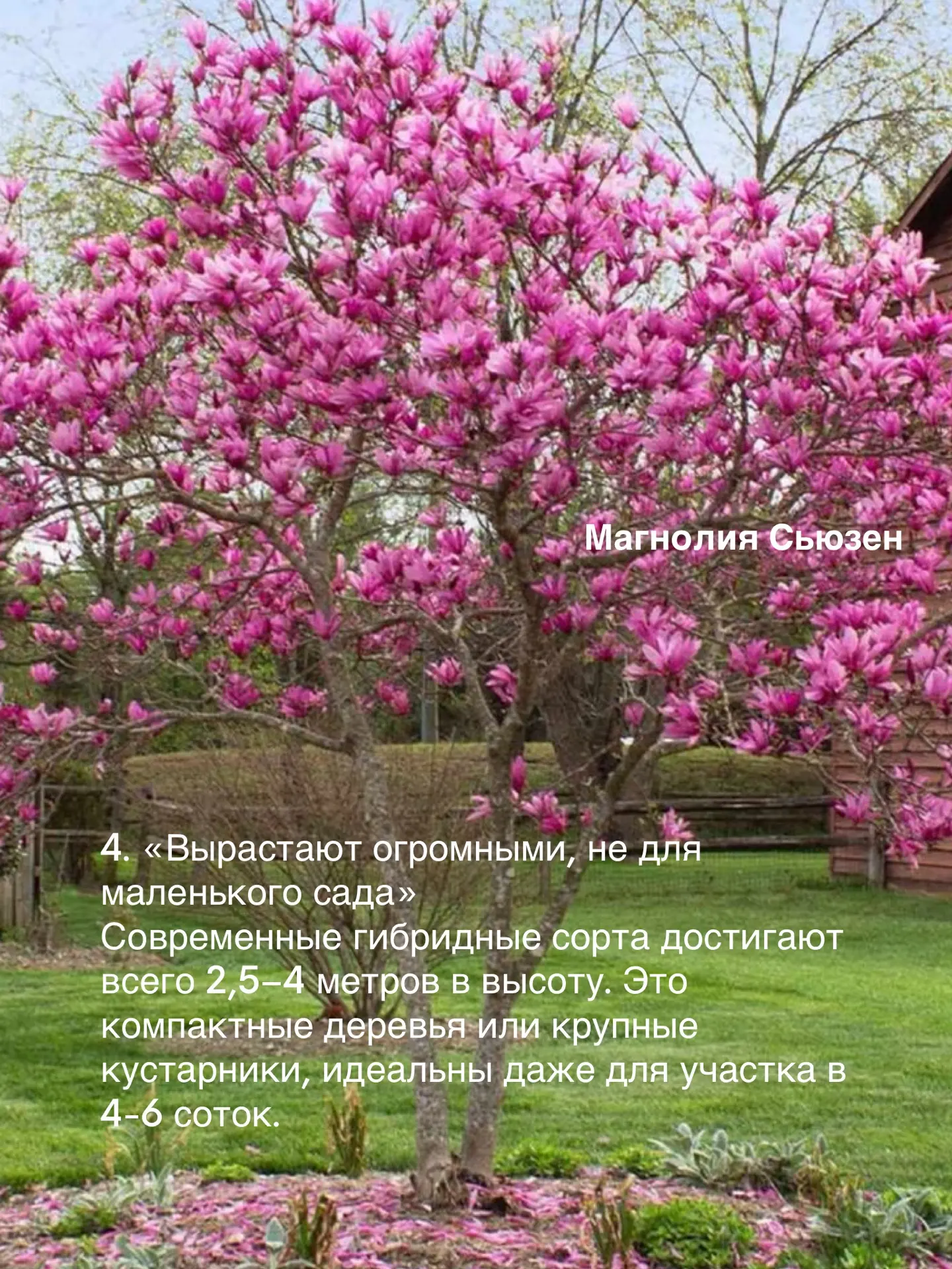 5 заблуждений о магнолии и почему вы зря её боитесь!   Середина зимы и самое время вспомнить о самых