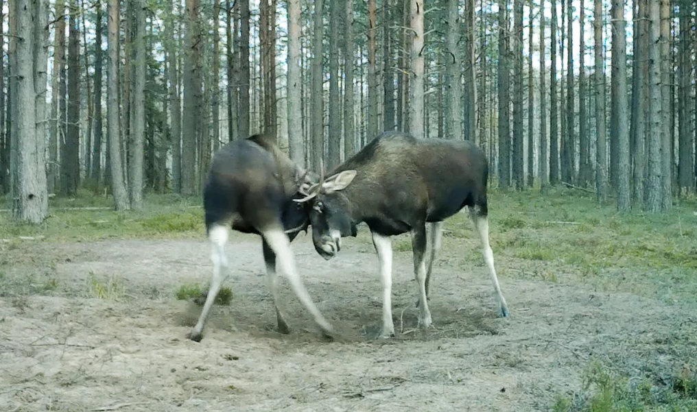 У лосей идет гон – время продолжения рода 🦌