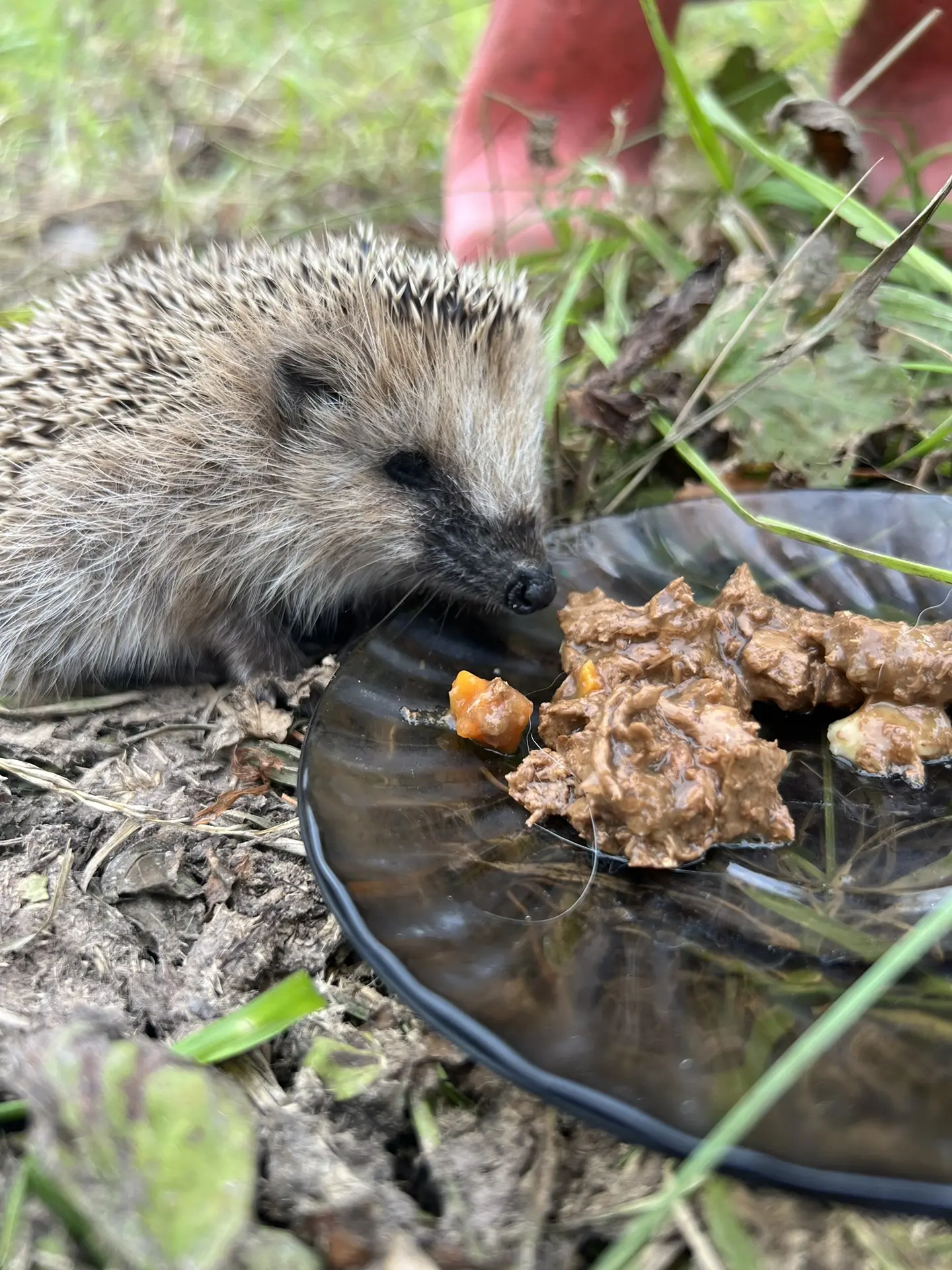 К нам тут гости заходили 🦔