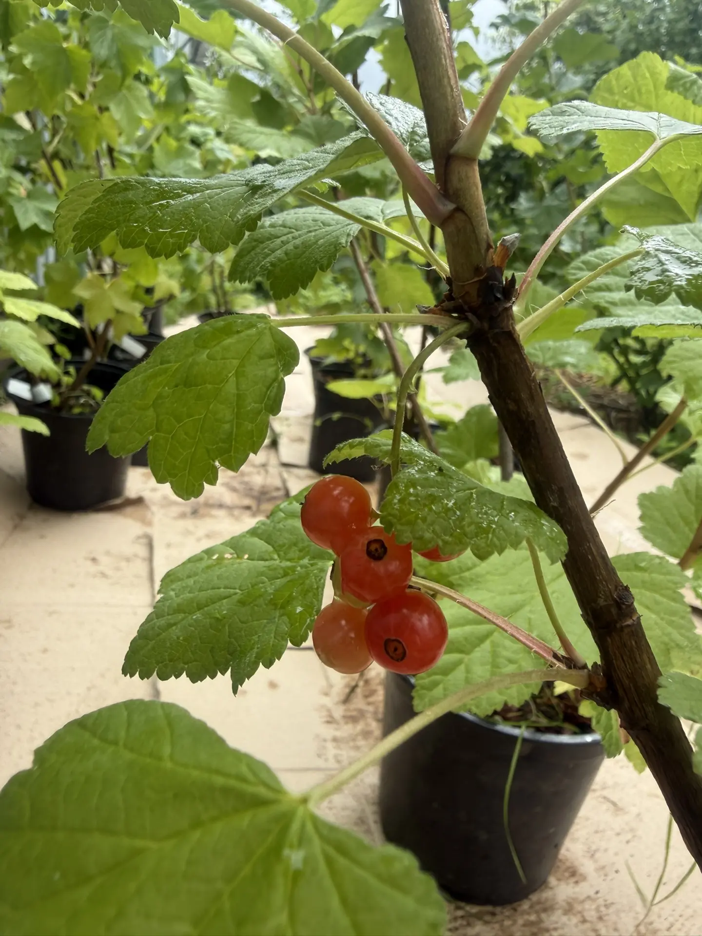 🍇 Смородина - пора запасаться