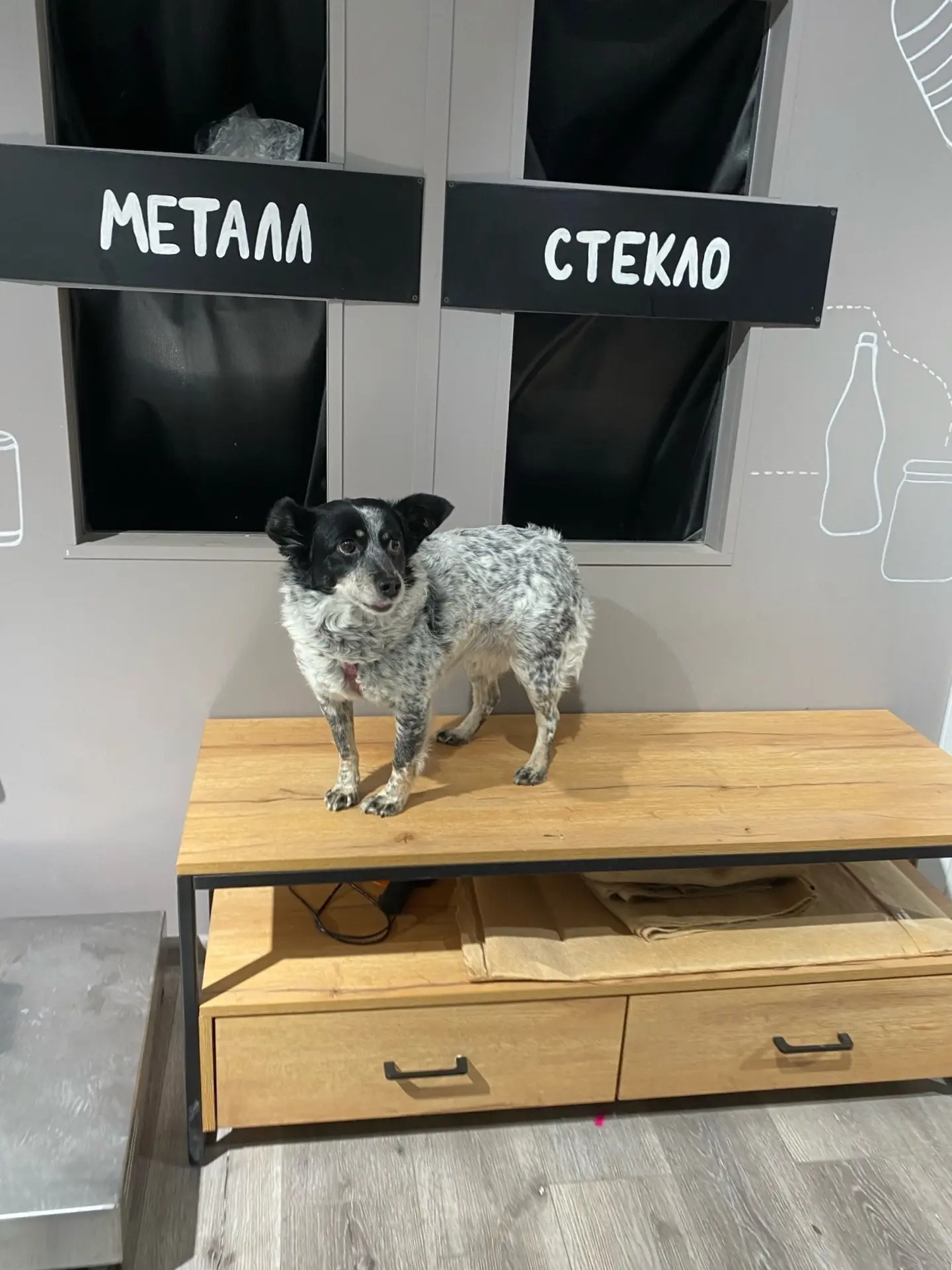 Знакомьтесь, это Ася, собачка из приюта 🐶 Не беспокойтесь, сейчас у нее теплая, сытая ...