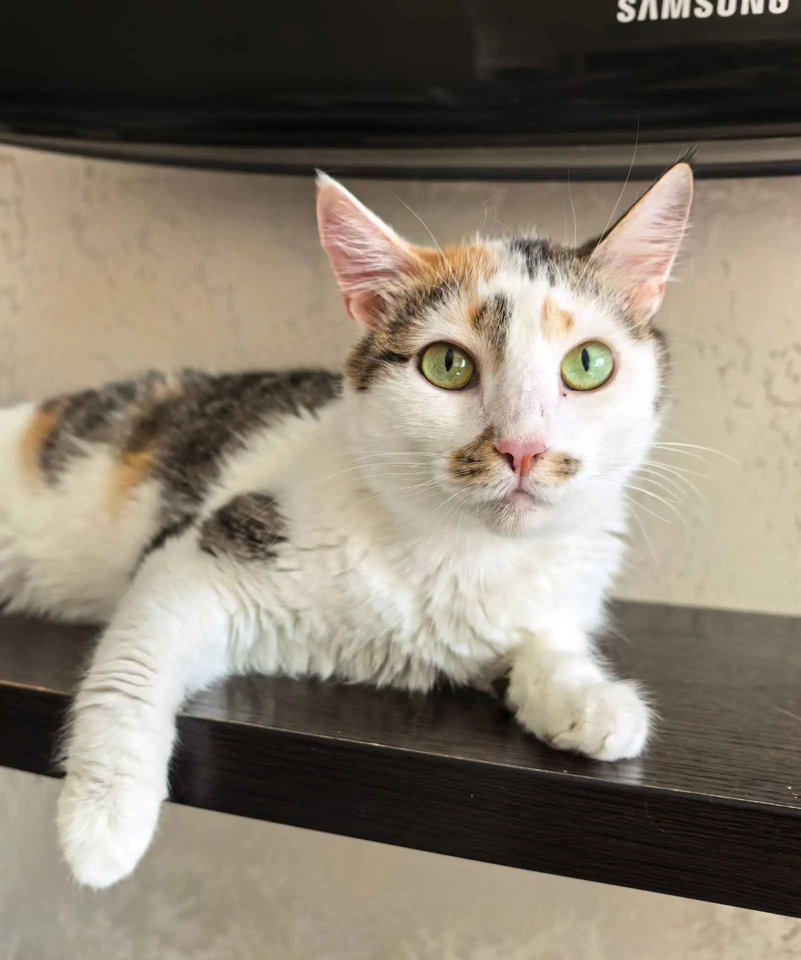 Сегодня хочу познакомить вас с кошечкой Пульферией😻