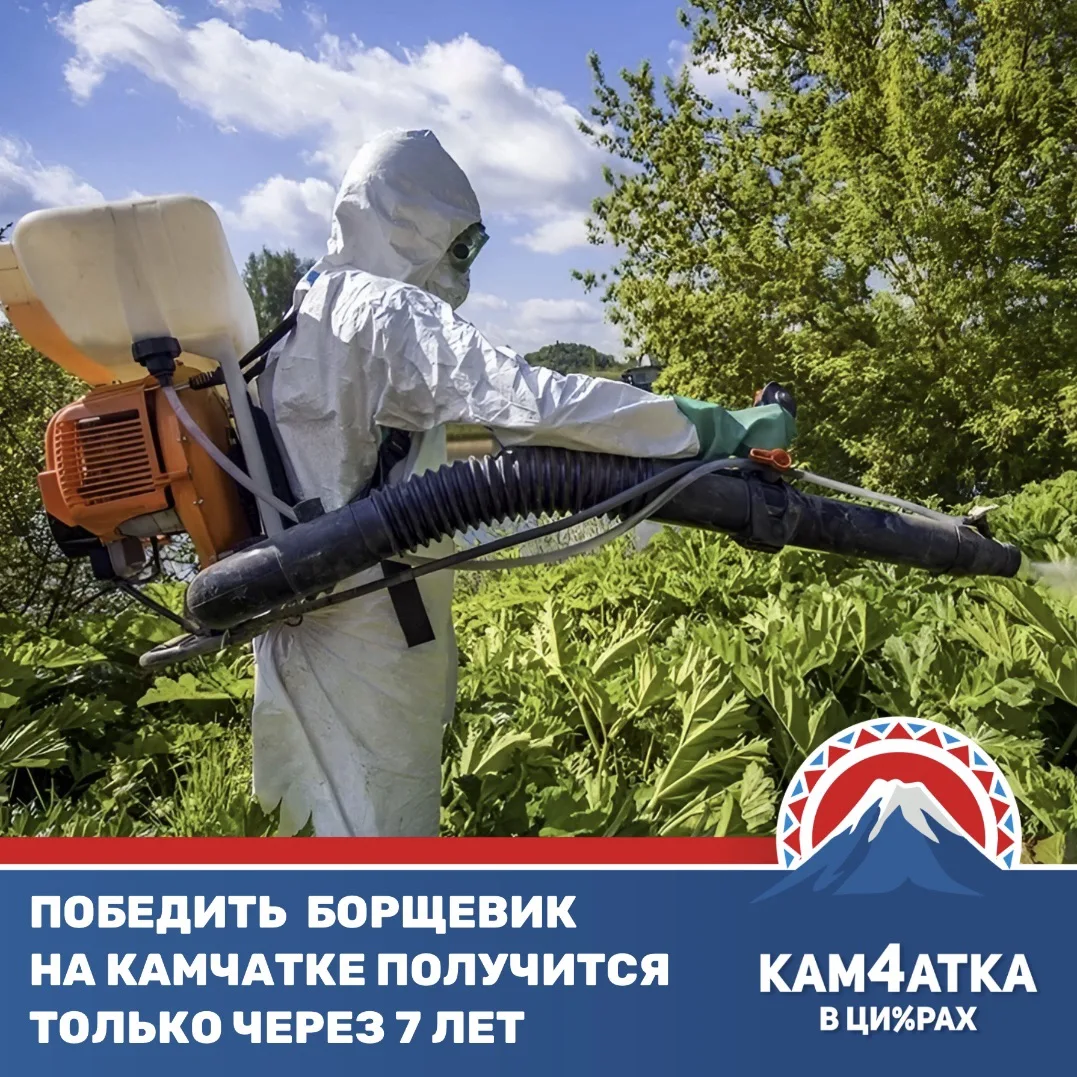 В Петропавловске очистят почти 80 гектаров земли от борщевика
