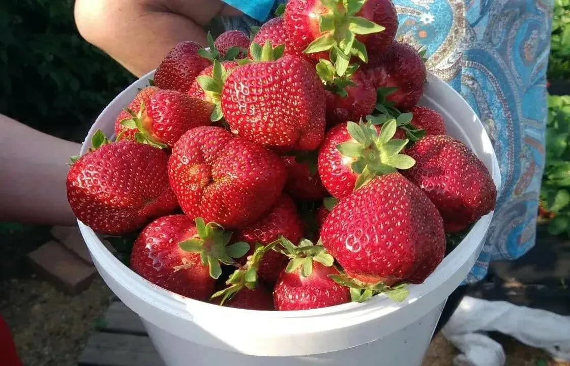Секрет хорошегo урожая клубники!