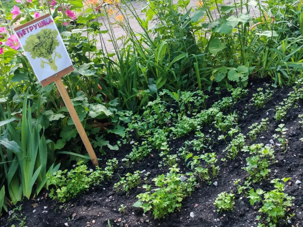 🧅🌿🥒🍅👵🏻👴🏻

У наших бабушек и дедушек — свой маленький дачный рай прямо в отделении! Здесь дру